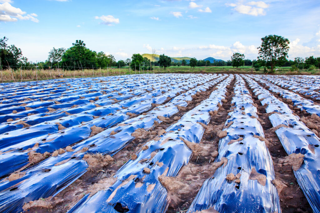 using mulching film 