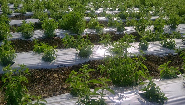 Biodegradable mulch film is an eco-friendly alternative to traditional plastic mulch used in agriculture
