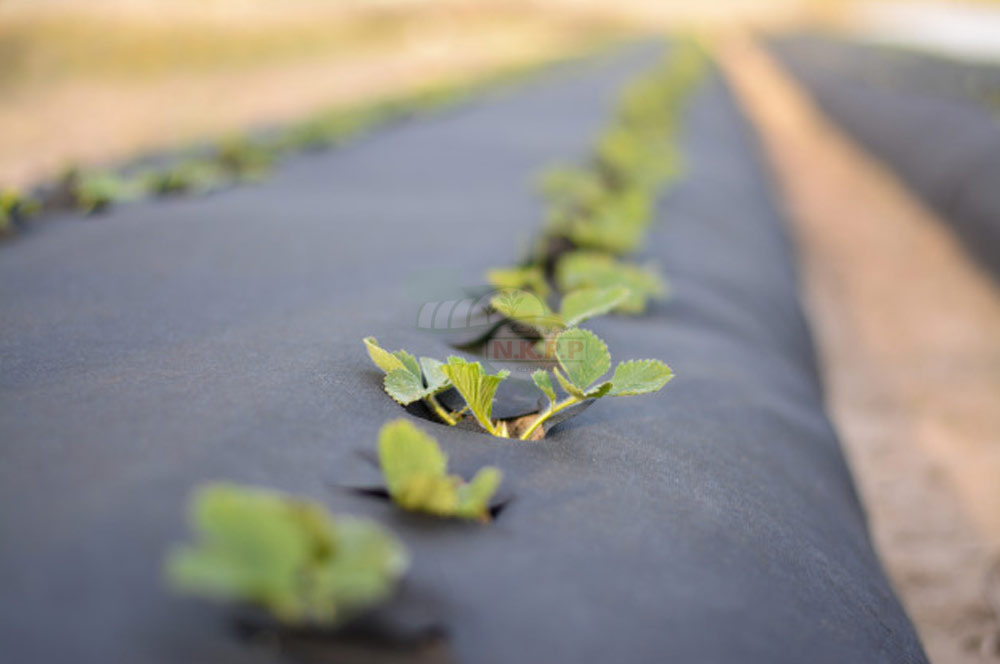 This is the process of using black plastic mulch in agricultural fields