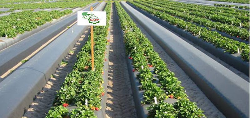 plastic mulch for crops and agricultural products